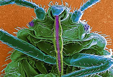 Team Ninja确认《浪人崛起》不会登陆PS4